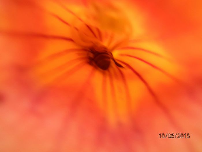 P6102721 - Campsis radicans - 2013