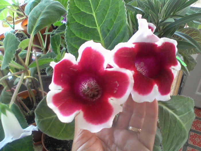 kaiser firedrich - gloxinia 2013