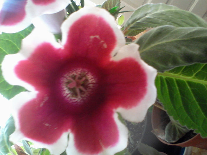 Photo-0134 - gloxinia 2013