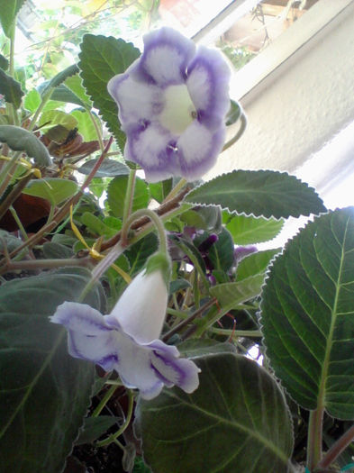 Photo-0135 - gloxinia 2013