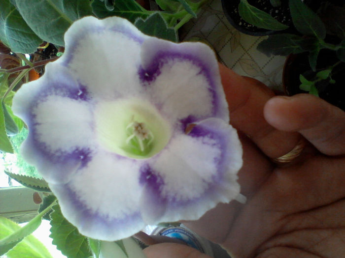 Photo-0137 - gloxinia 2013