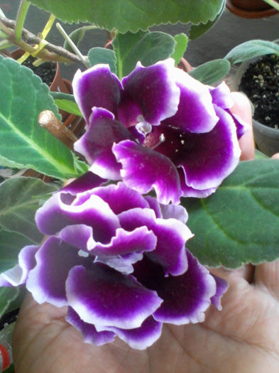 mov cu tiv alb batut 1 - gloxinia 2013