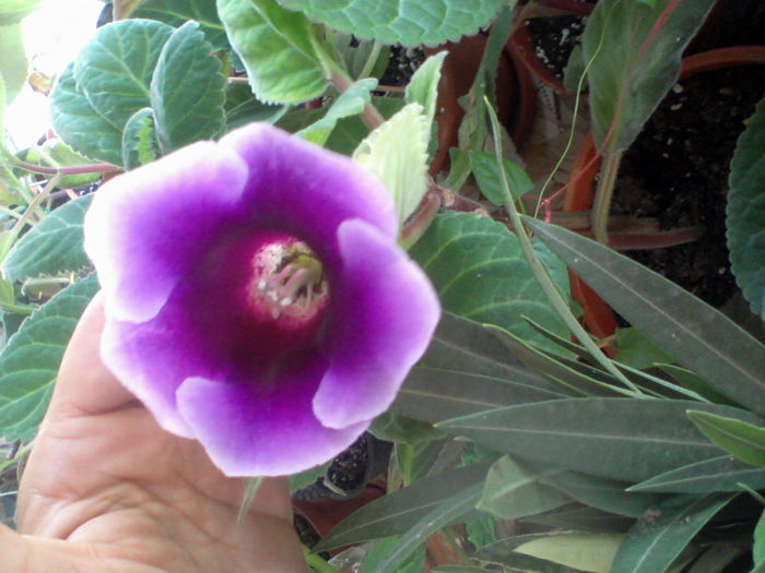 Photo-0142 - gloxinia 2013
