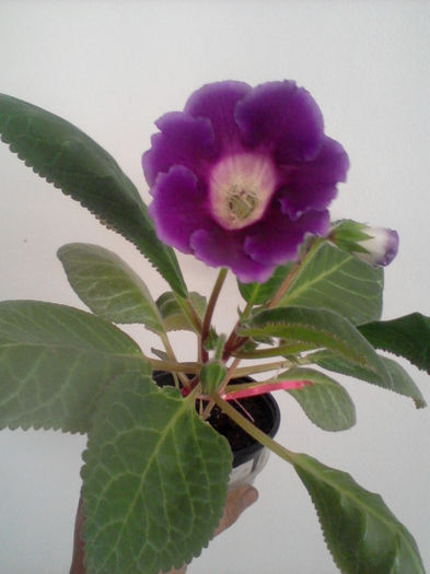 mov tigrat - gloxinia 2013