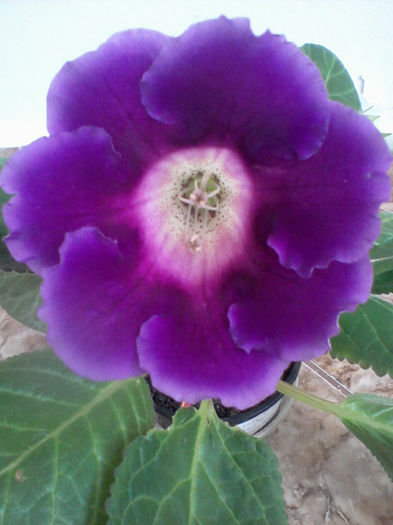 Photo-0157 - gloxinia 2013