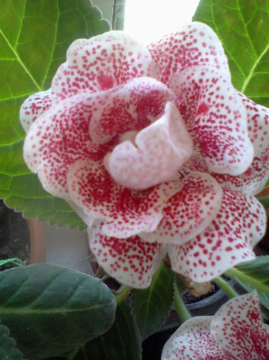 koketka red - gloxinia 2013