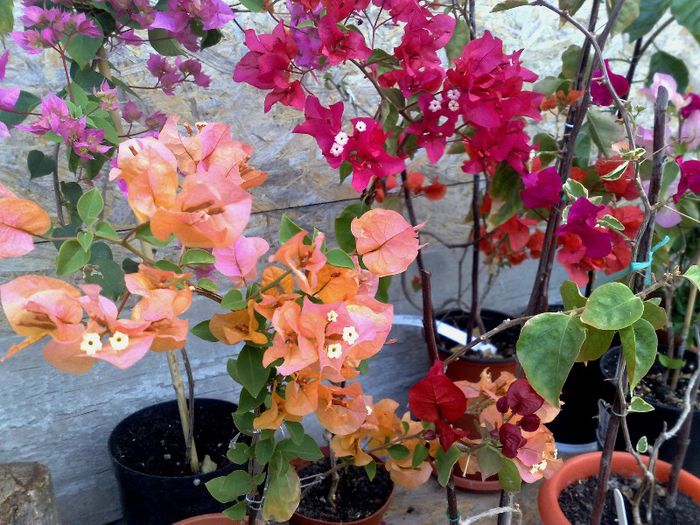 05062013 - BOUGAINVILLEA 2013