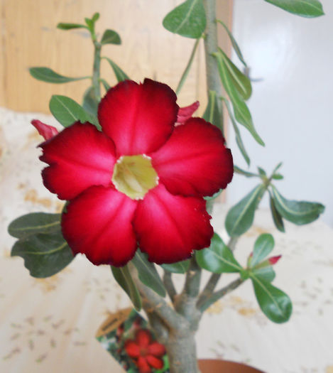 Emma 11 iunie (4) - Adenium 2013