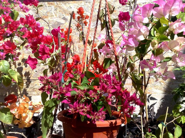 06062013 - BOUGAINVILLEA 2013