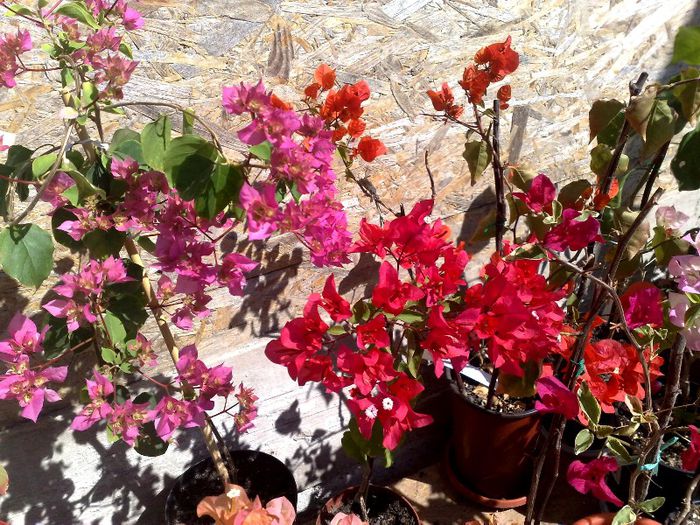 06062013 - BOUGAINVILLEA 2013