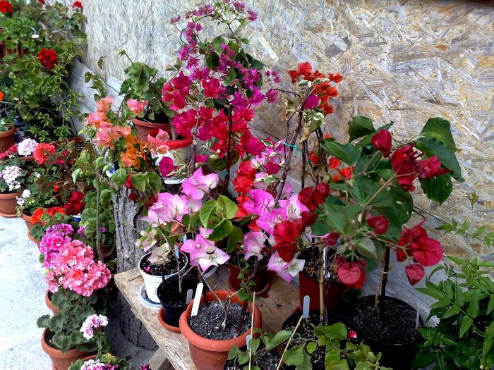 06062013 - BOUGAINVILLEA 2013