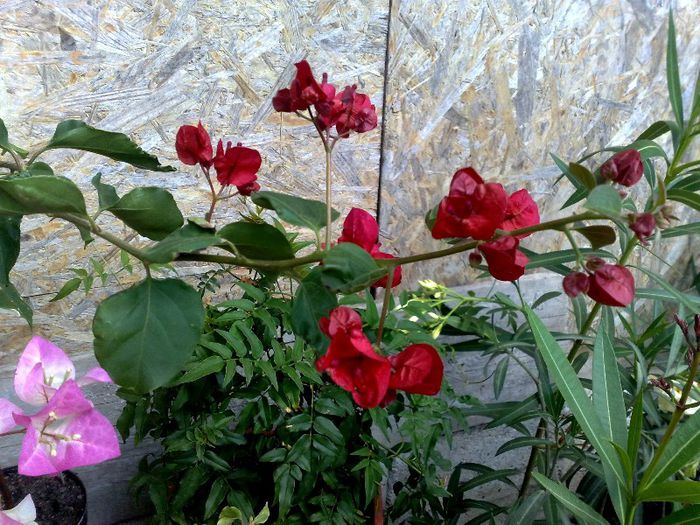 don mario - BOUGAINVILLEA 2013