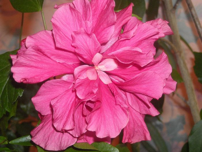  - 0 Din florile mele