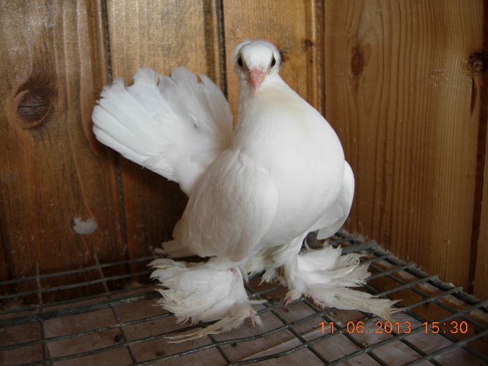 DSCN3905 - SIBERIENI