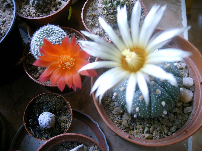IMAG0064
