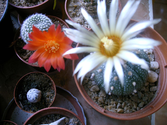 IMAG0065