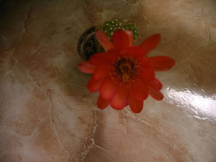 IMAG0113