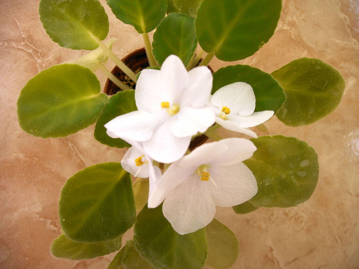 IMAG0033