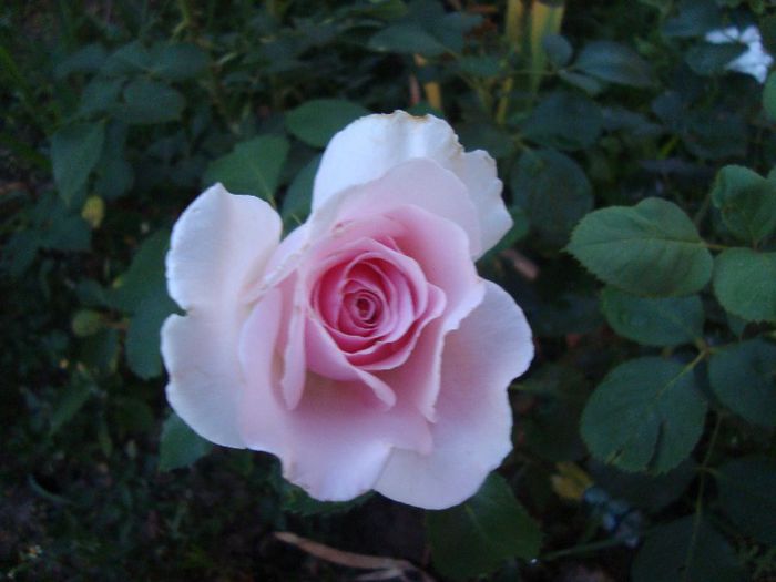 DSC01754 - trandafirii 2013