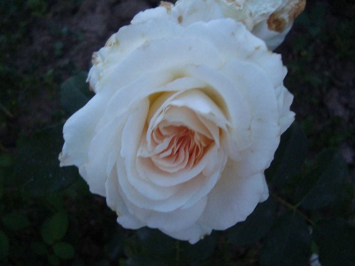 DSC01761 - trandafirii 2013