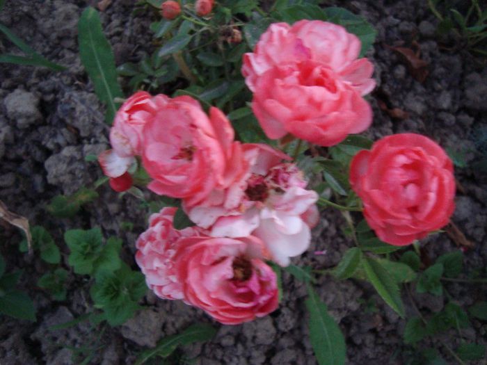 DSC01764 - trandafirii 2013