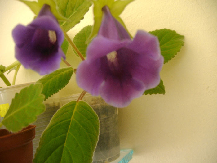IMAG0053