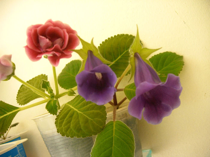 IMAG0055
