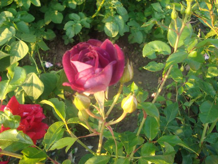 DSC02001 - trandafirii 2013