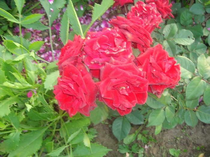 DSC02012 - trandafirii 2013