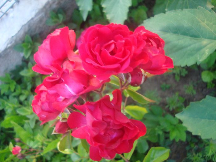 DSC02017 - trandafirii 2013