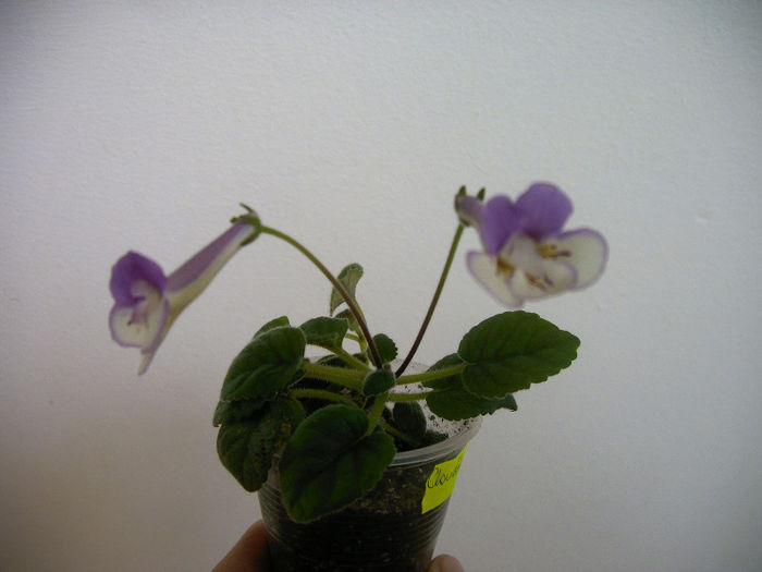 IMAG0117 - SINNINGII