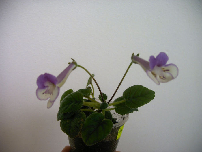 IMAG0118 - SINNINGII