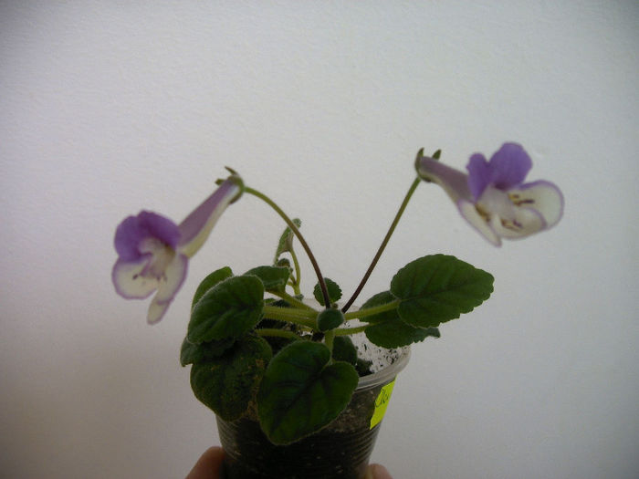 IMAG0119 - SINNINGII