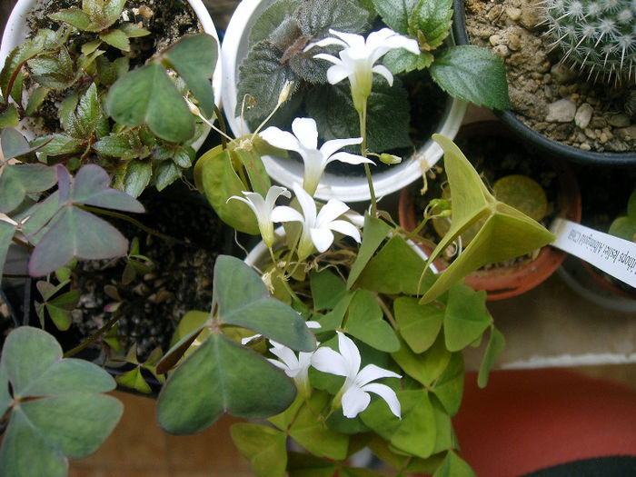 IMAG0078 - Diverse flori