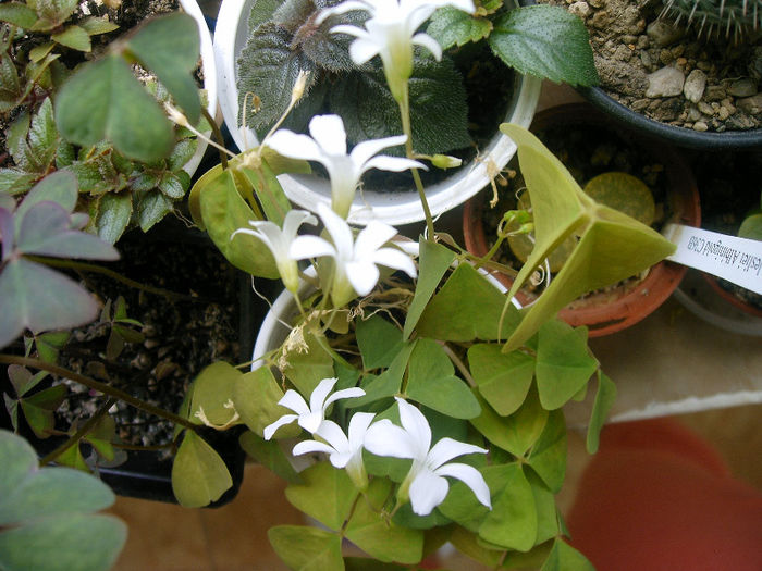 IMAG0079 - Diverse flori