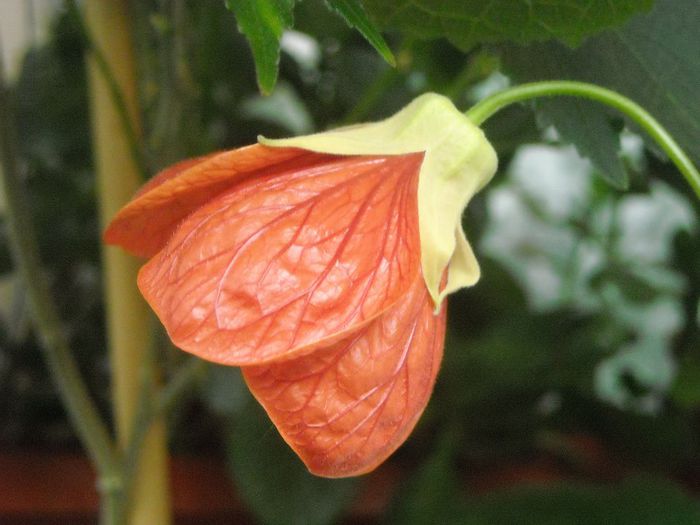 portocaliu - Abutilon