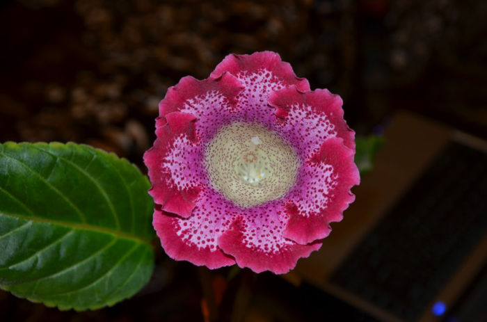 Tigrina Red Zmeura - Gloxinii 2013