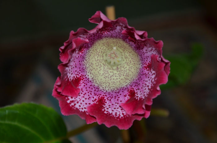 Tigrina Red Zmeura - Gloxinii 2013