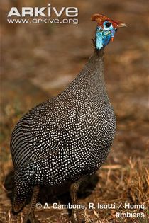 Front-profile-of-helmeted-guineafowl