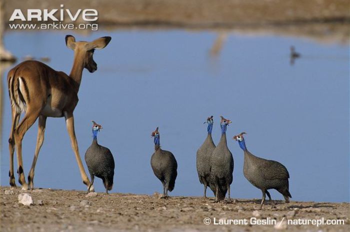 Helmeted-guineafowl-at-waterhole-with-impala