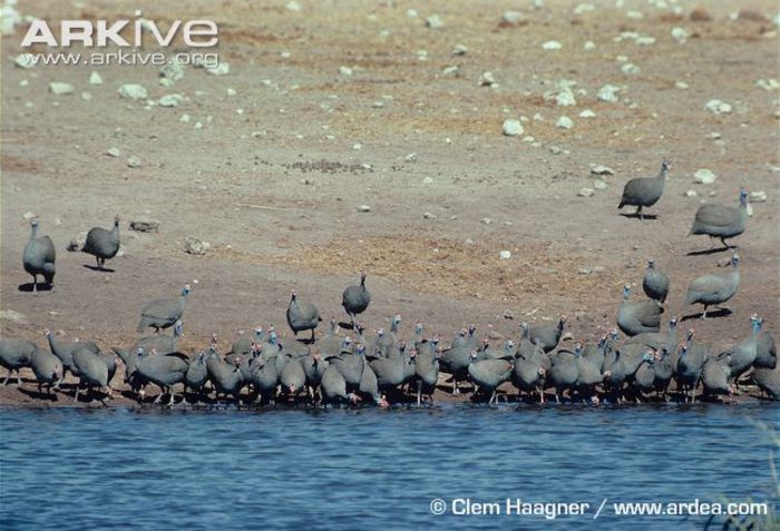 Helmeted-guineafowl-drinking-at-waterhole - X93-Bibilica