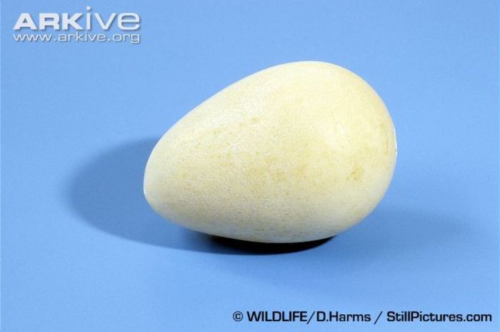 Helmeted-guineafowl-egg