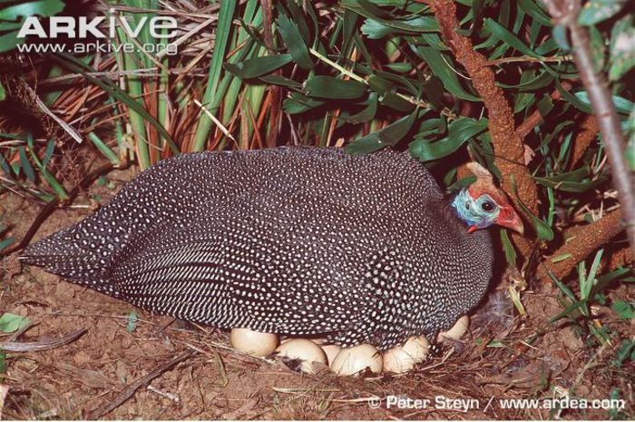 Helmeted-guineafowl-female-incubating-eggs-on-nest