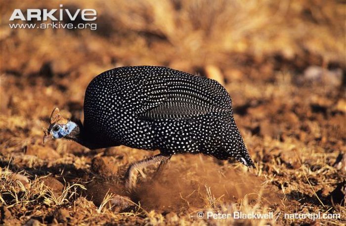 Helmeted-guineafowl-foraging - X93-Bibilica