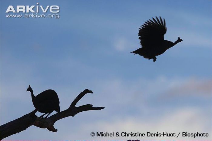 Helmeted-guineafowl-in-flight-at-dusk