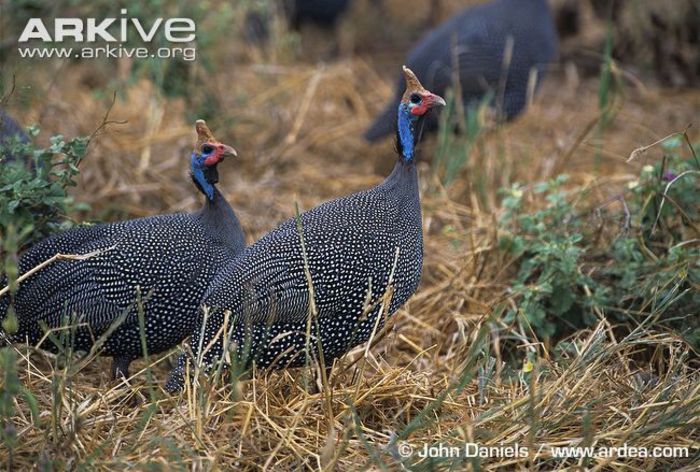 Helmeted-guineafowl-in-grassland-habitat