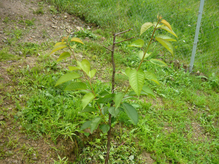 P1040775; plantai in primavara si altoit cires pe visin
