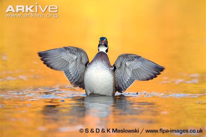 adult-male-wood-duck-flapping-wings-on-water - x94-Rata