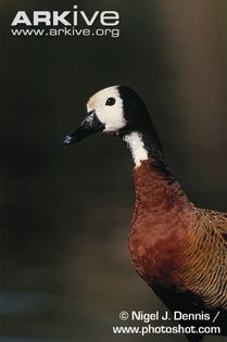 Front-profile-of-white-faced-whistling-duck-