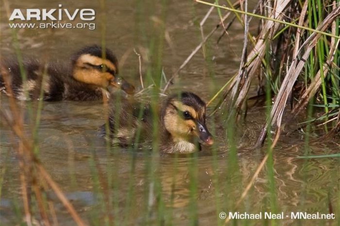 Hawaiian-duck-chicks-swimming